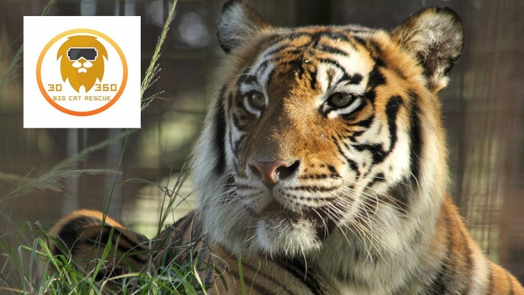 Tiger Goes To The Hospital In 3D!