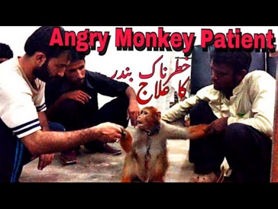 Angry Monkey Treatment for skin Alergy & Injection techniques succesfully treated by Dr M Haris team
