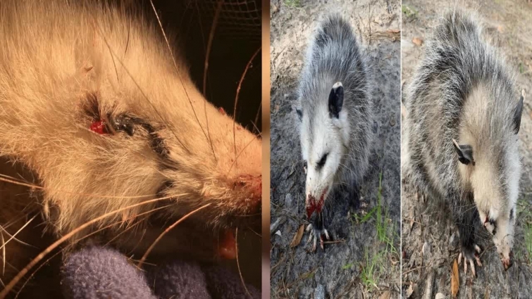 Golfers battered and blinded harmless baby opossum after spotting her on course