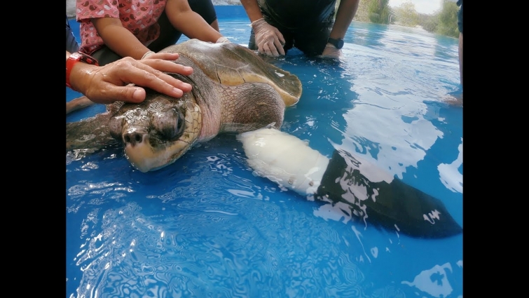 Three-limbed turtle given prosthetic flipper to help her swim
