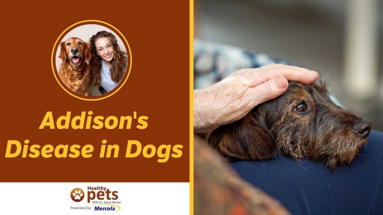 Addison's Disease in Dogs