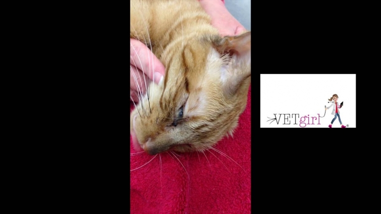 Ocular Cuterebra in a cat | VETgirl Veterinary Continuing Education Videos