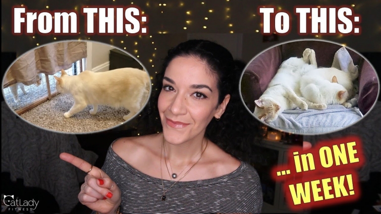 HOW TO INTRODUCE CATS (successfully)! The tried-and-true steps that worked for Puppy & Alfred 😻