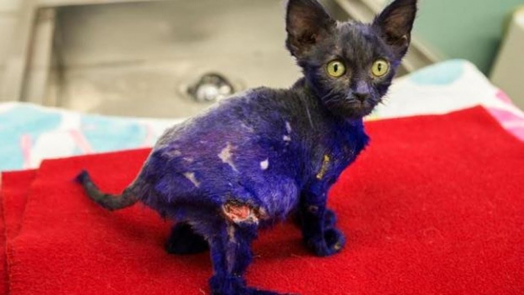 Rescue Poor Kitten was Abuse dyed purple served as a chew toy, covered twenty wounds