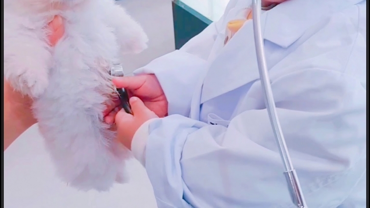 a female veterinarian who examines a puppy.