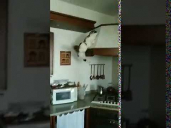 Purrkour Gone Wrong || ViralHog