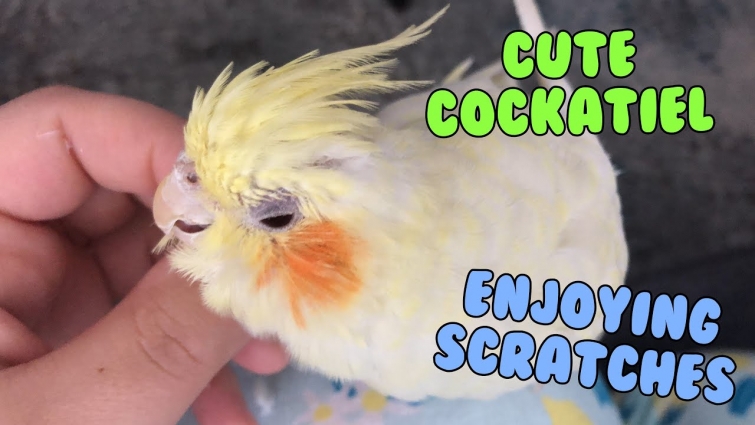 Cute Cockatiel Enjoying Scratches! 😉😁
