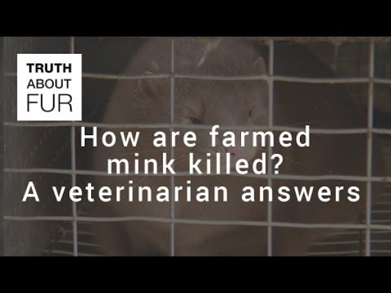 How are farmed mink killed? A veterinarian answers