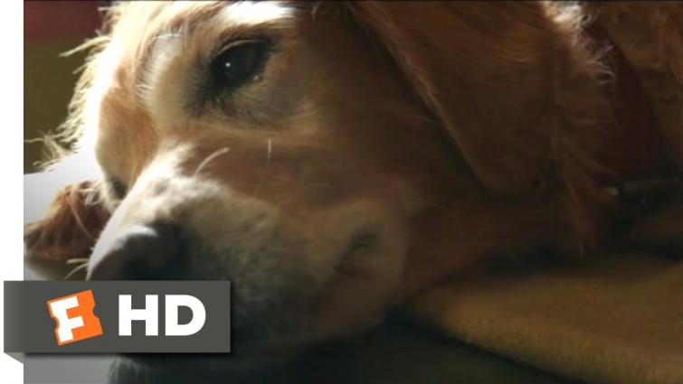 A Dog's Purpose (2017) – Bailey Passes On Scene (4/10) | Movieclips