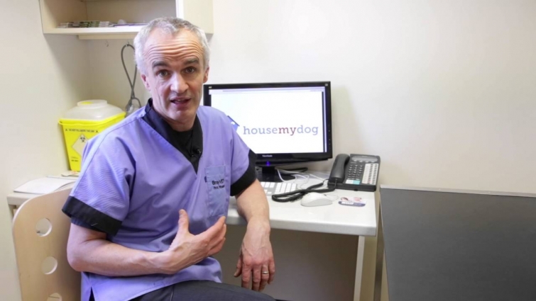 Pete The vet – What to do when your dog is vomitting