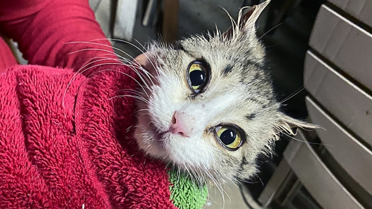 Homeless Kitten First Time At The Vet / Ep.3