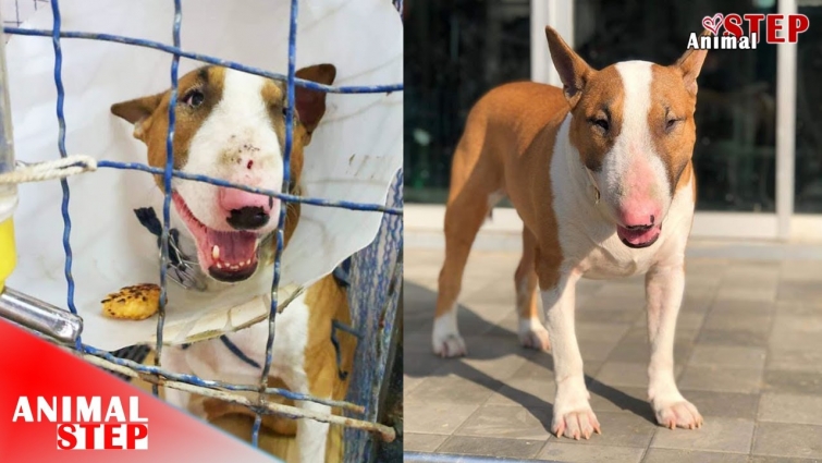 Rescue Poor Bull Terrier Dog Who Dumped, and was bitten by Other Dogs
