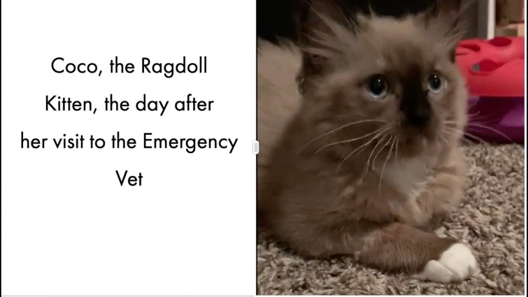 Coco, the Ragdoll Kitten, the day after spending 10 hours at the Emergency Vet