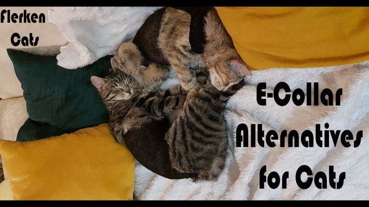 Make alternative to e-collar for cats after spay surgery