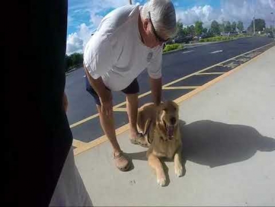 Service Dog Training – Jax – The Vet – Pt 2