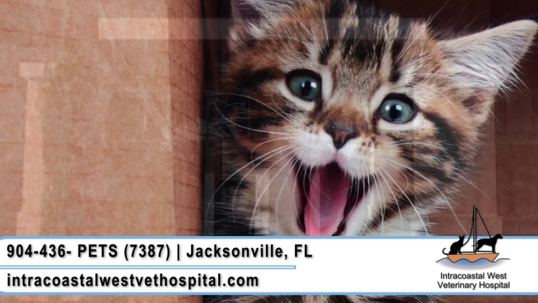 Intracoastal West Veterinary Hospital | Veterinary Services in Jacksonville