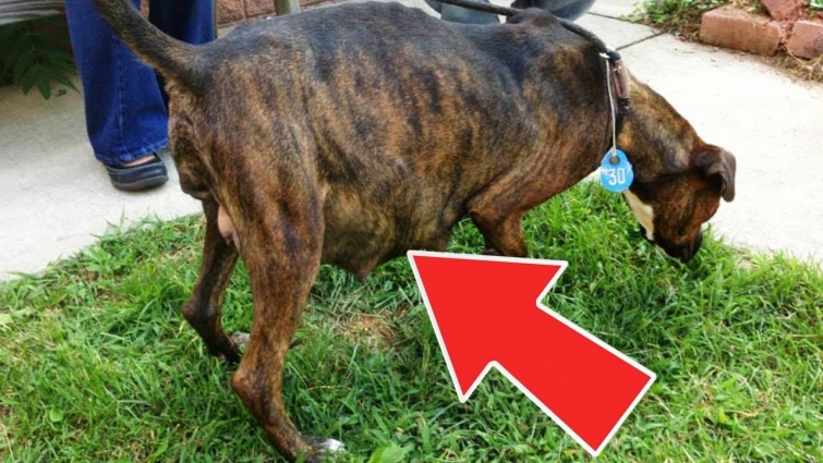 Dog Refuses To Give Birth, Vet Sees Ultrasound And Instantly Pulls Out Phone