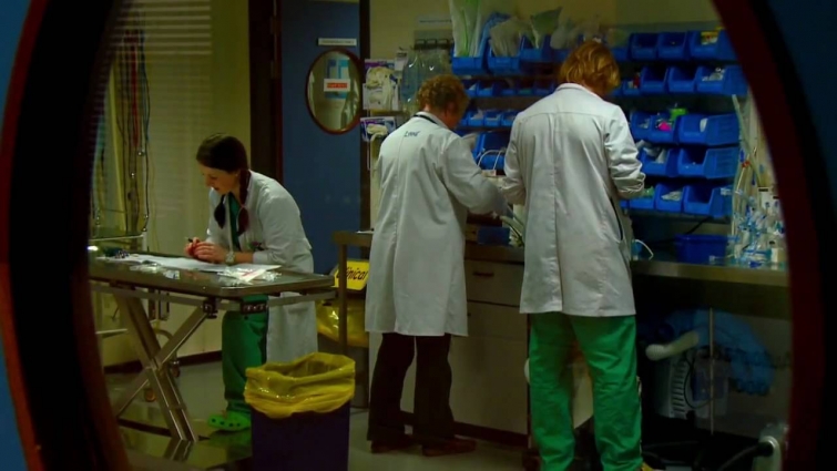 Veterinary Medicine at UCD