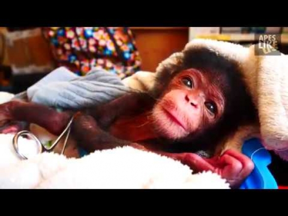 Wildlife Veterinarian on Illegal Pet Trade