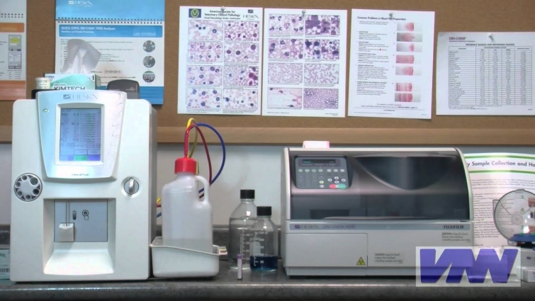 Rapid Blood Analysis Delivers Answers Your Veterinarian Must Know