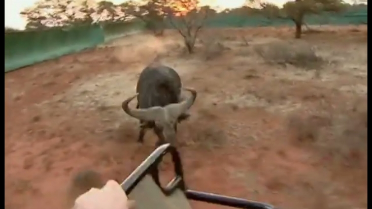 Dangerous Buffalo Attacks Jeep | Vet Safari | BBC