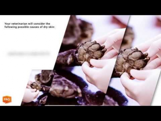 Vet: What could cause my dog’s dry skin?