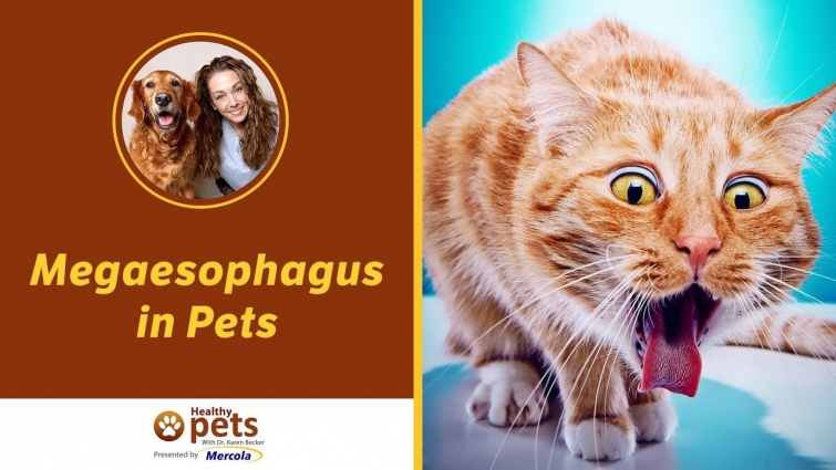 Megaesophagus in Pets