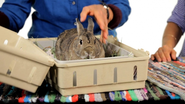 How to Take Your Rabbit on a Car Trip | Pet Rabbits