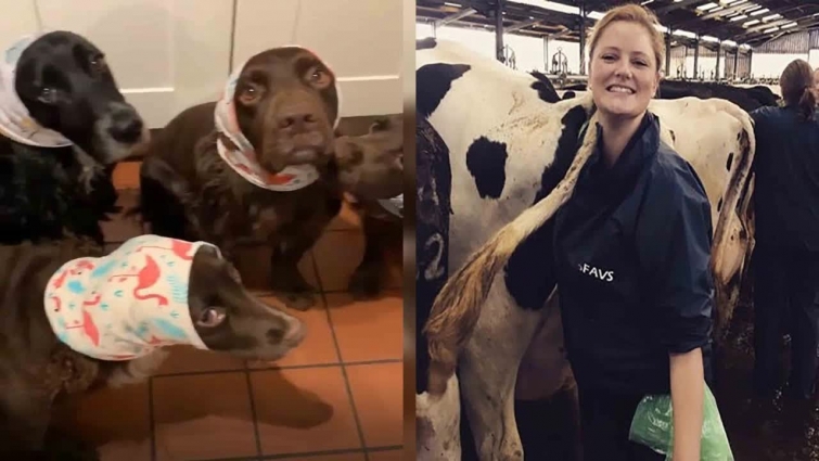 Vet reported to police for animal cruelty after dressing dogs in snoods