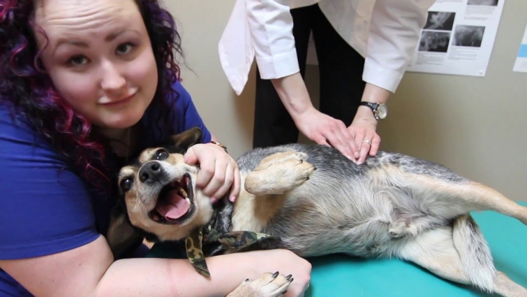 Chiropractic for Pets?