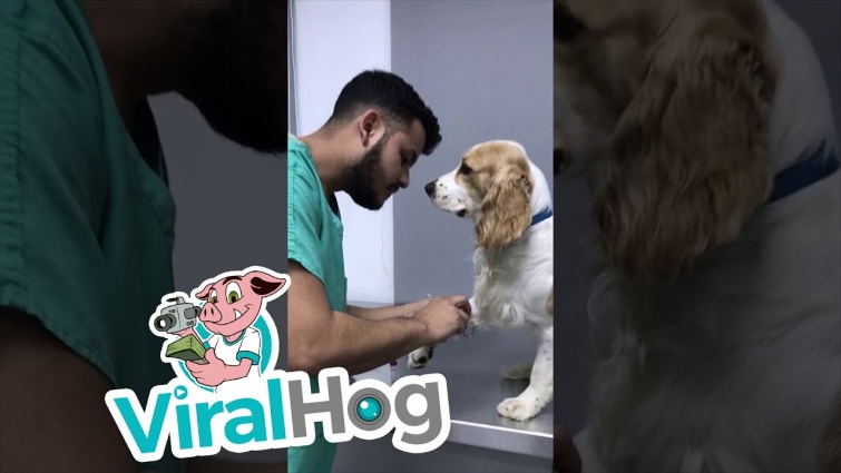 Well Behaved Doggo Nonchalant through Vet Exam || ViralHog