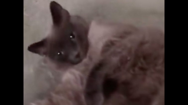 Texas woman devastated after her cat was accidentally euthanized during routine vet visit  – Live Ne