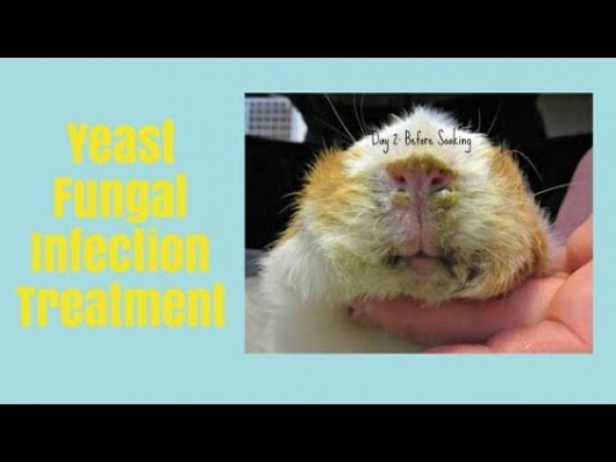 Apple's Vet Appt: Price, Diagnosis & Treatment Plan