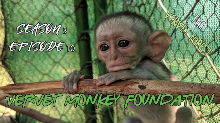 Baby monkey vet trip, baby with a slight twist, integrations, foster moms – Season 3 episode 10
