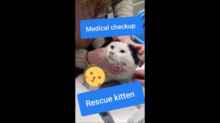 Dizzy went to the Veterinarian's and he did great