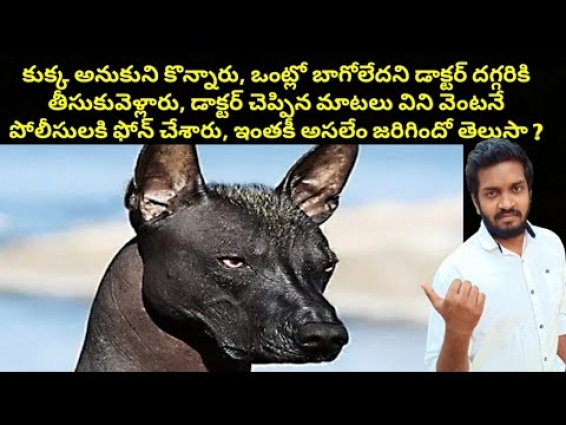 They Bought A Dog, But When The Vet Saw It, He Called The Police