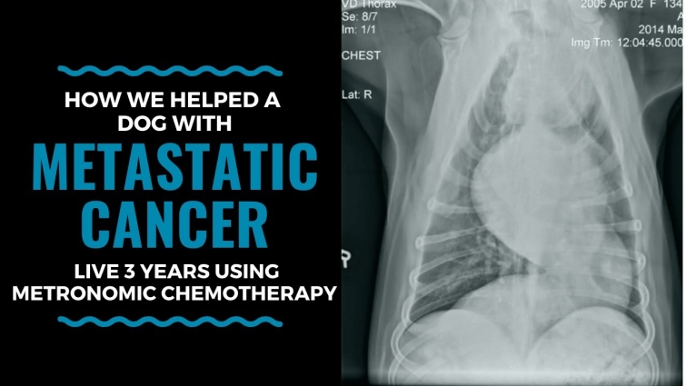 How We Helped A Dog With Metastatic Cancer Live 3 Years By Using Metronomic Chemotherapy:Vlog 106