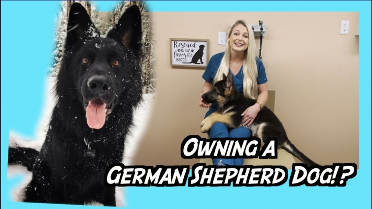 Owning A German Shepherd Dog !? | NEED TO KNOW!