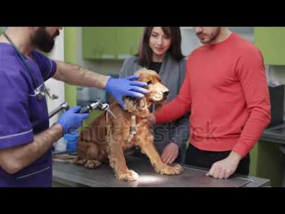 Stock video  Beautiful couple of newlyweds and dog visiting vet. Morning visit to doctor. Girl yawni