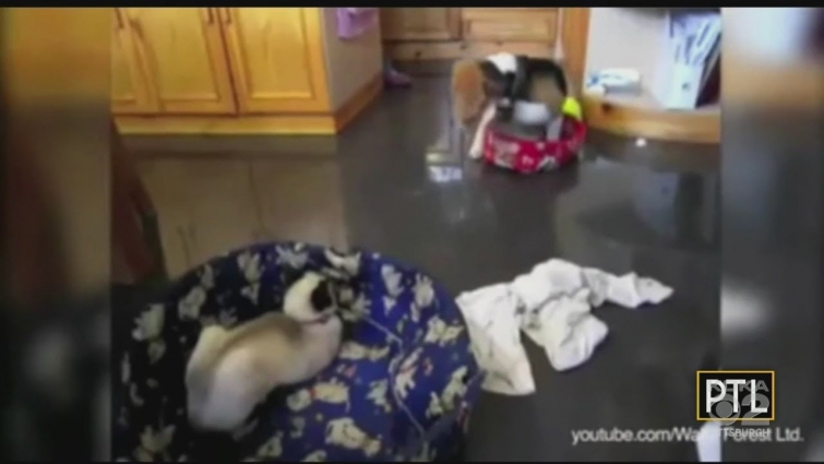 Ask Dr, Mike: Cats & Dogs Co-Exist