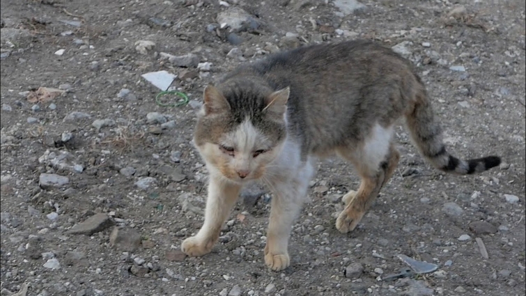 Starving Old Cat Goes To The Vet