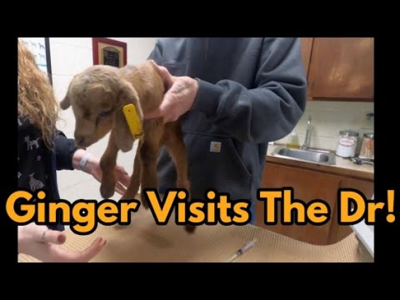 Ginger The Baby Kiko Goat Visits The Veterinarian!