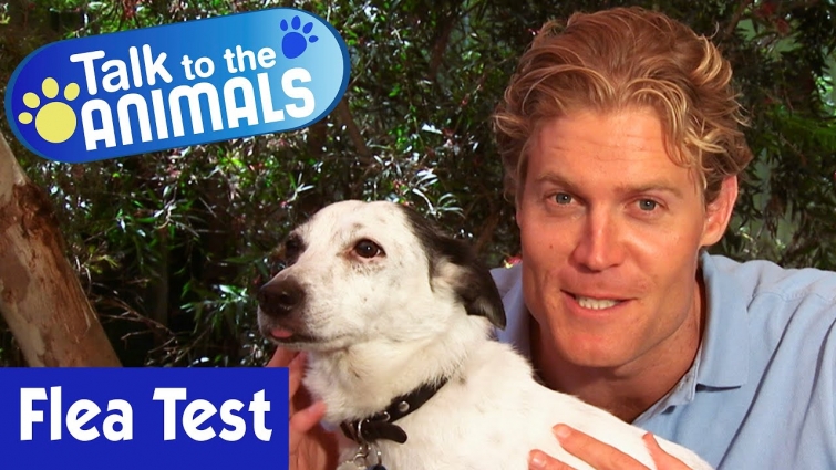 🐶 Testing Your Pet For Fleas | Talk To The Animals