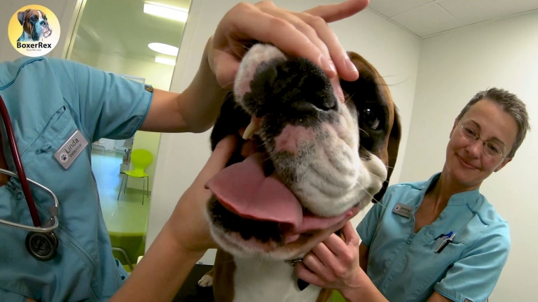 A Veterinarian Check-Up Of  4-year Old Calm Boxer Rex