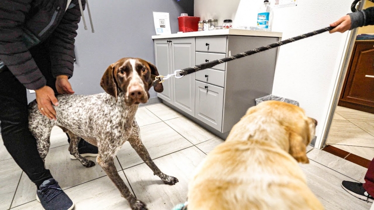 Help!!! I hate the Vet | German Shorthaired Pointer & Labrador
