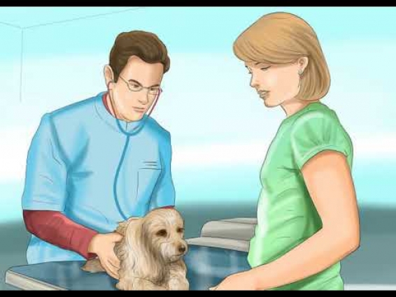 How to Detect Pregnancy in Your Female Dog? Testing for Pregnancy at the Veterinarian's
