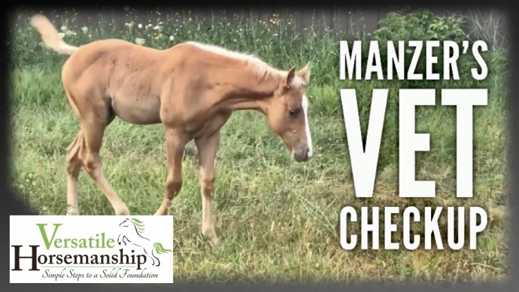 MANZERS VET EXAM // Versatile Horsemanship
