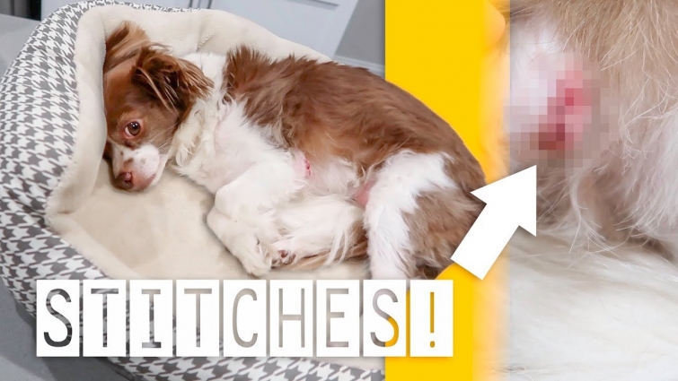 Late Night EMERGENCY VET Visit ☹️🐶