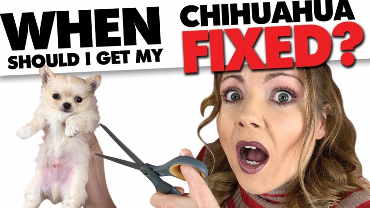When should I Spay/Neuter my Chihuahua? | Sweetie Pie Pets by Kelly Swift