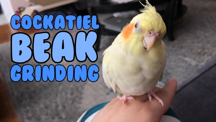 Muffin Beak Grinding – Cockatiel Beak Grinding